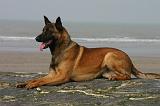 MALINOIS 1092